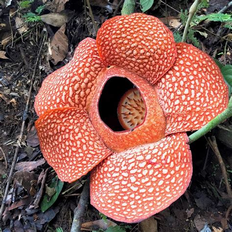 Rafflesia flower, especially Rafflesia arnoldii, is a rare flower that is the pride and icon of Bengkulu Province. The population is decreasing over time ...